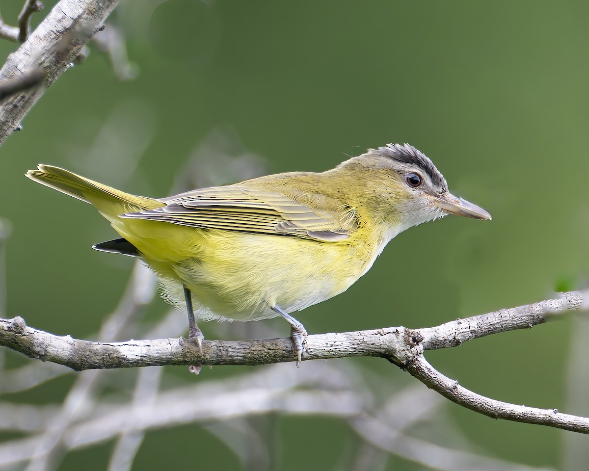 Yellow-green Vireo - ML625219946