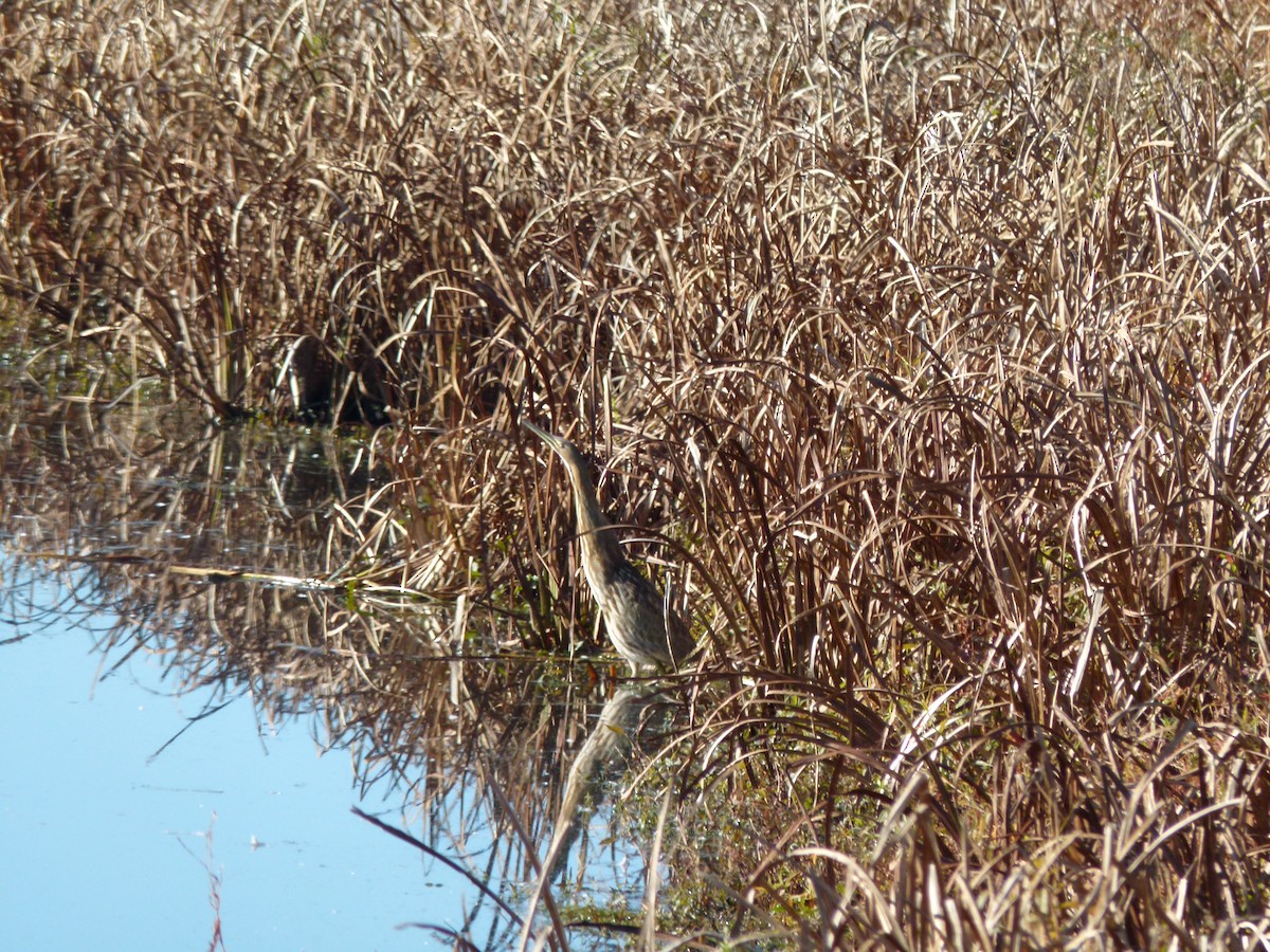 American Bittern - ML625219954