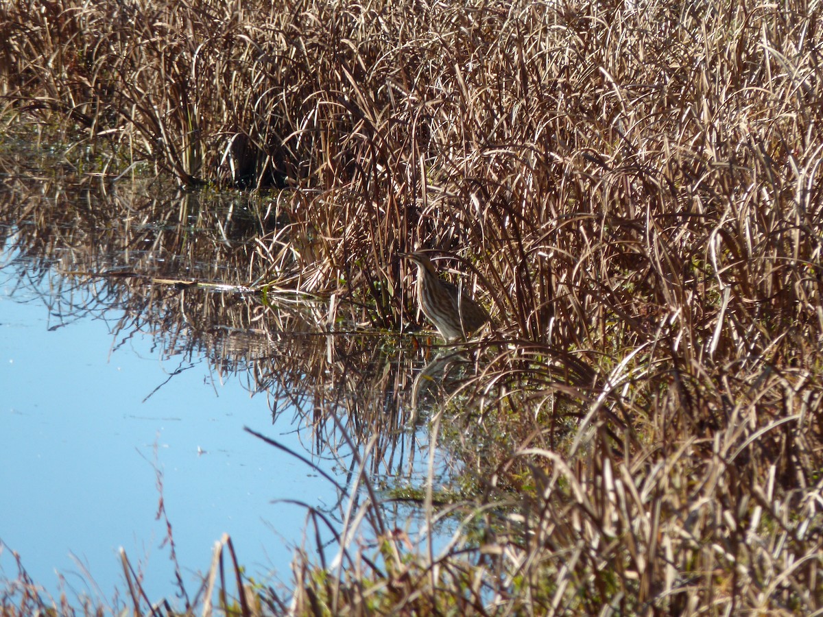 American Bittern - ML625219958