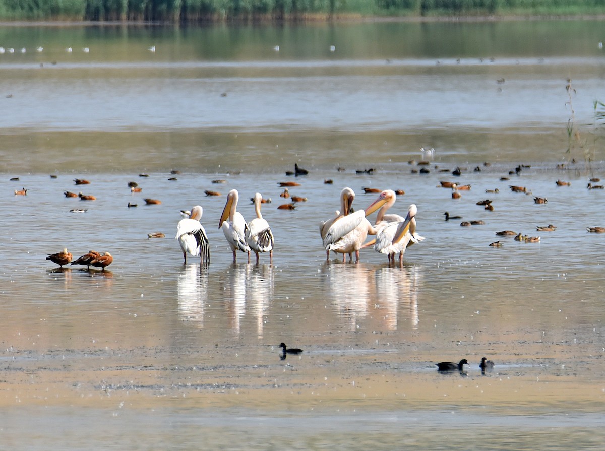 Great White Pelican - Oleh Sheremet