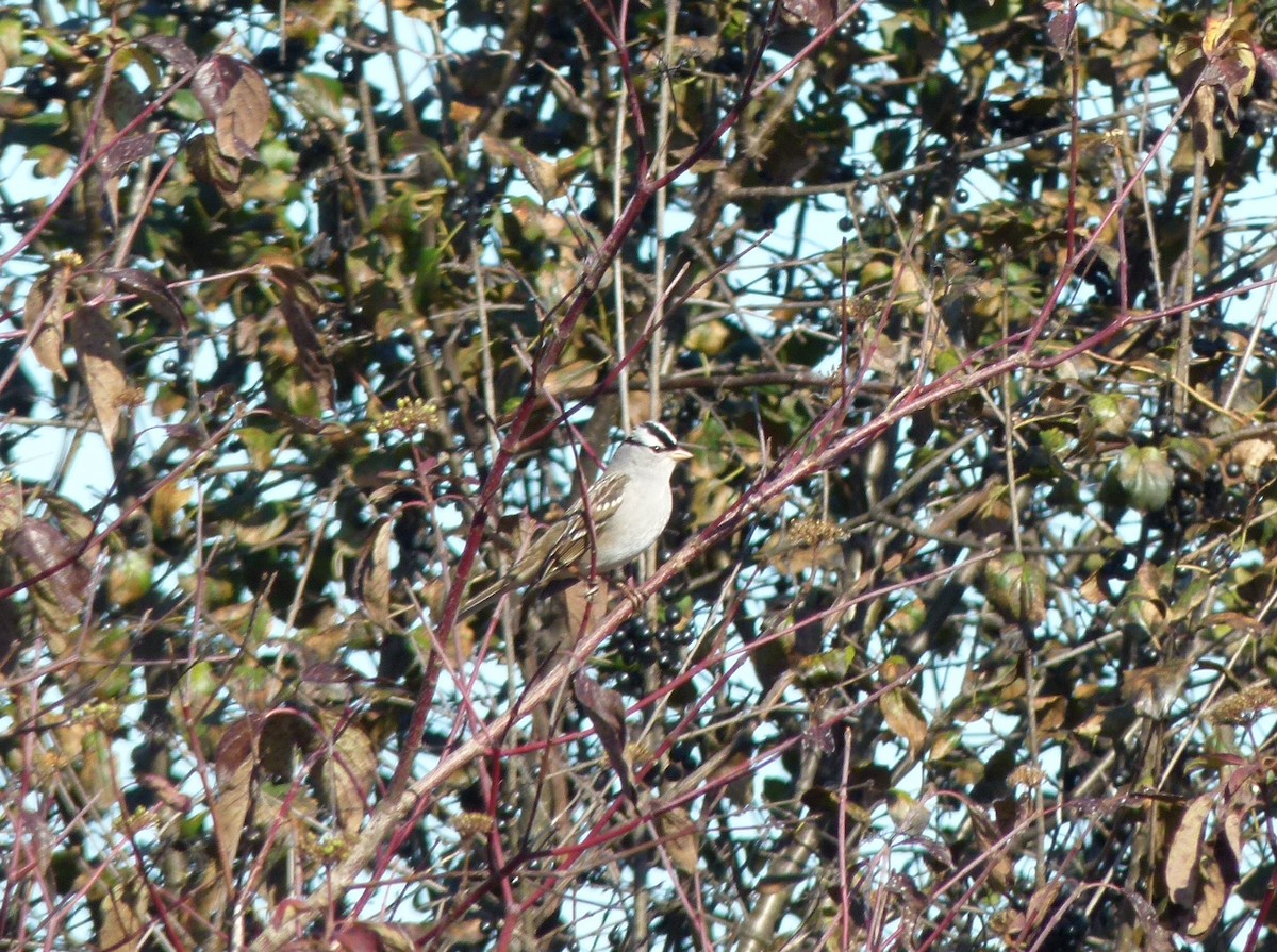White-crowned Sparrow - ML625220063
