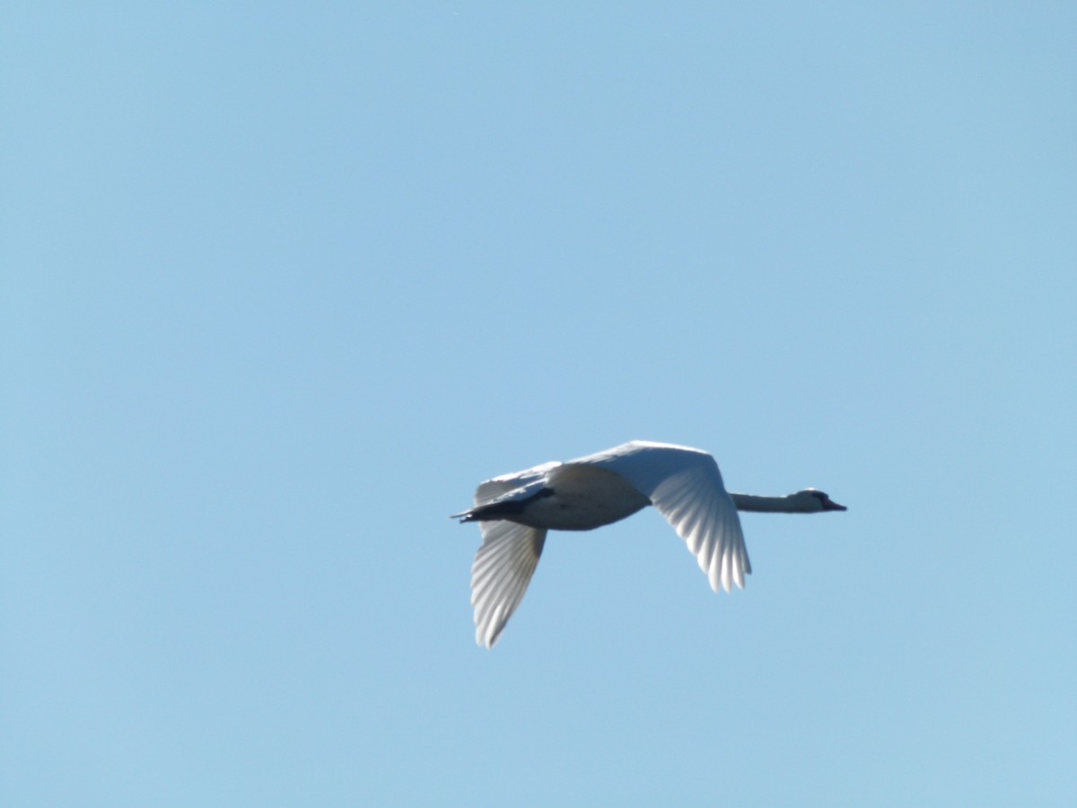 Mute Swan - ML625220089