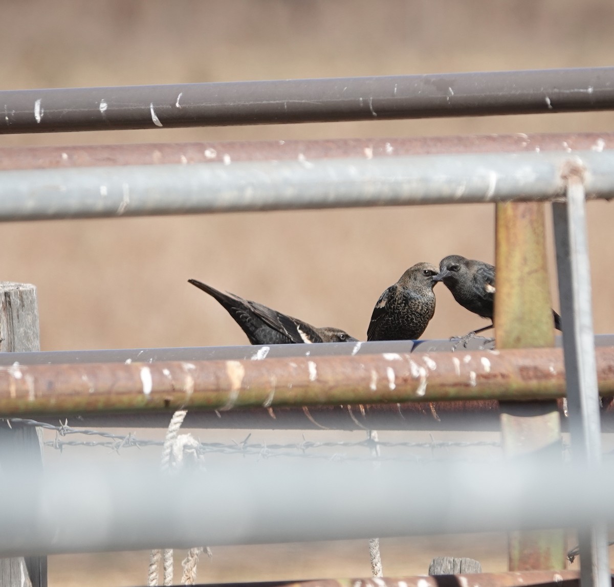 Tricolored Blackbird - ML625220127