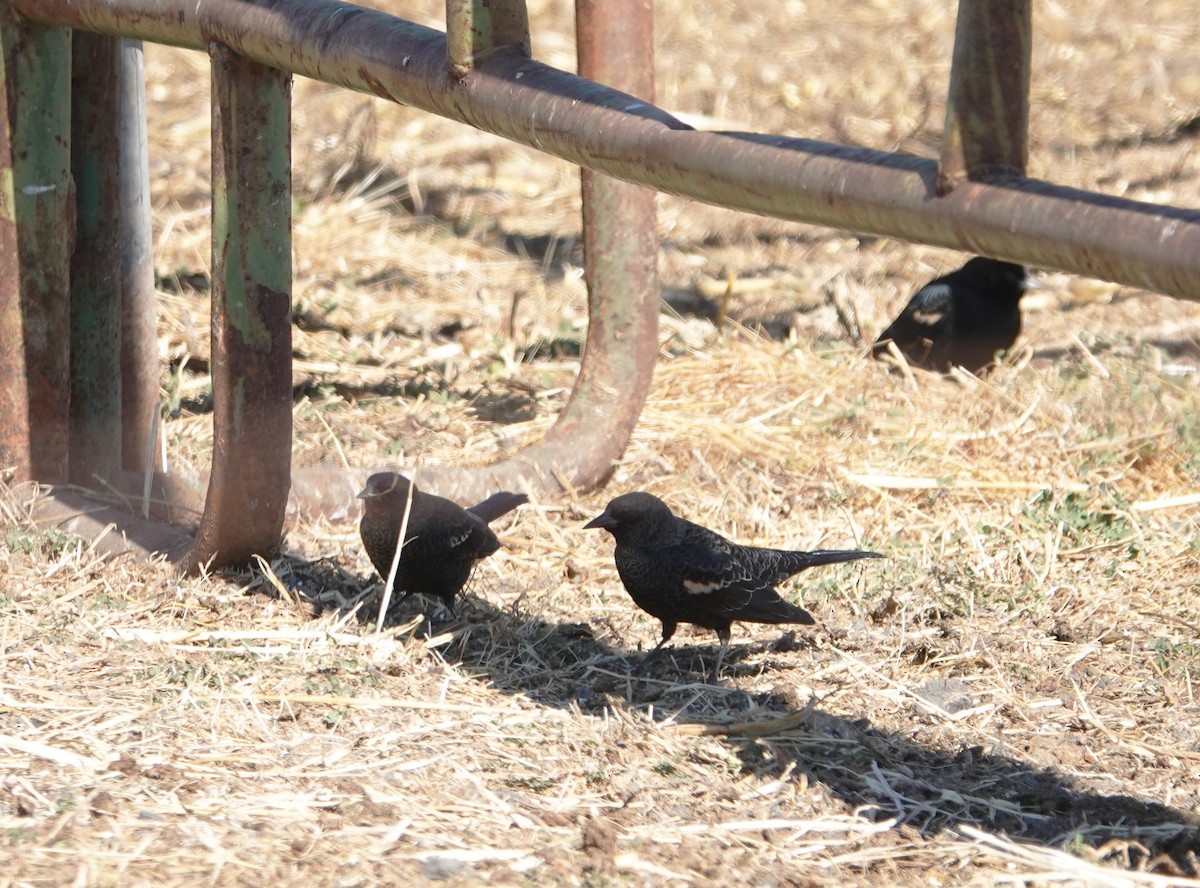 Tricolored Blackbird - ML625220128