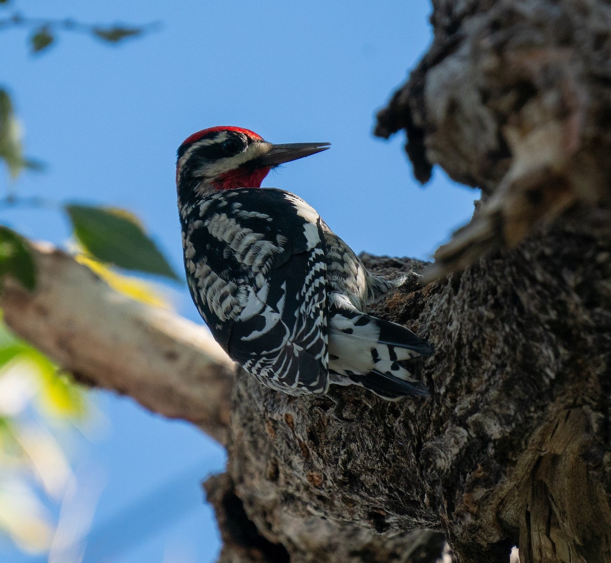 Red-naped Sapsucker - ML625220169