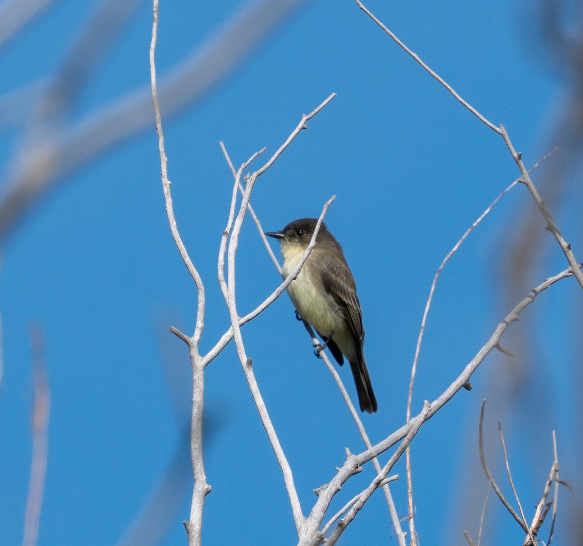 Eastern Phoebe - ML625220193