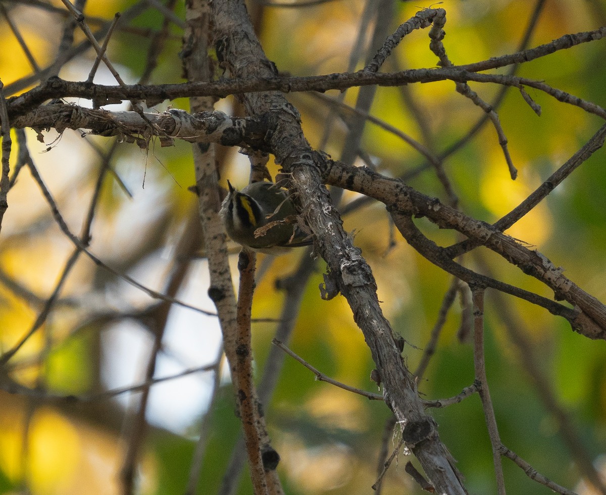 Golden-crowned Kinglet - ML625220209