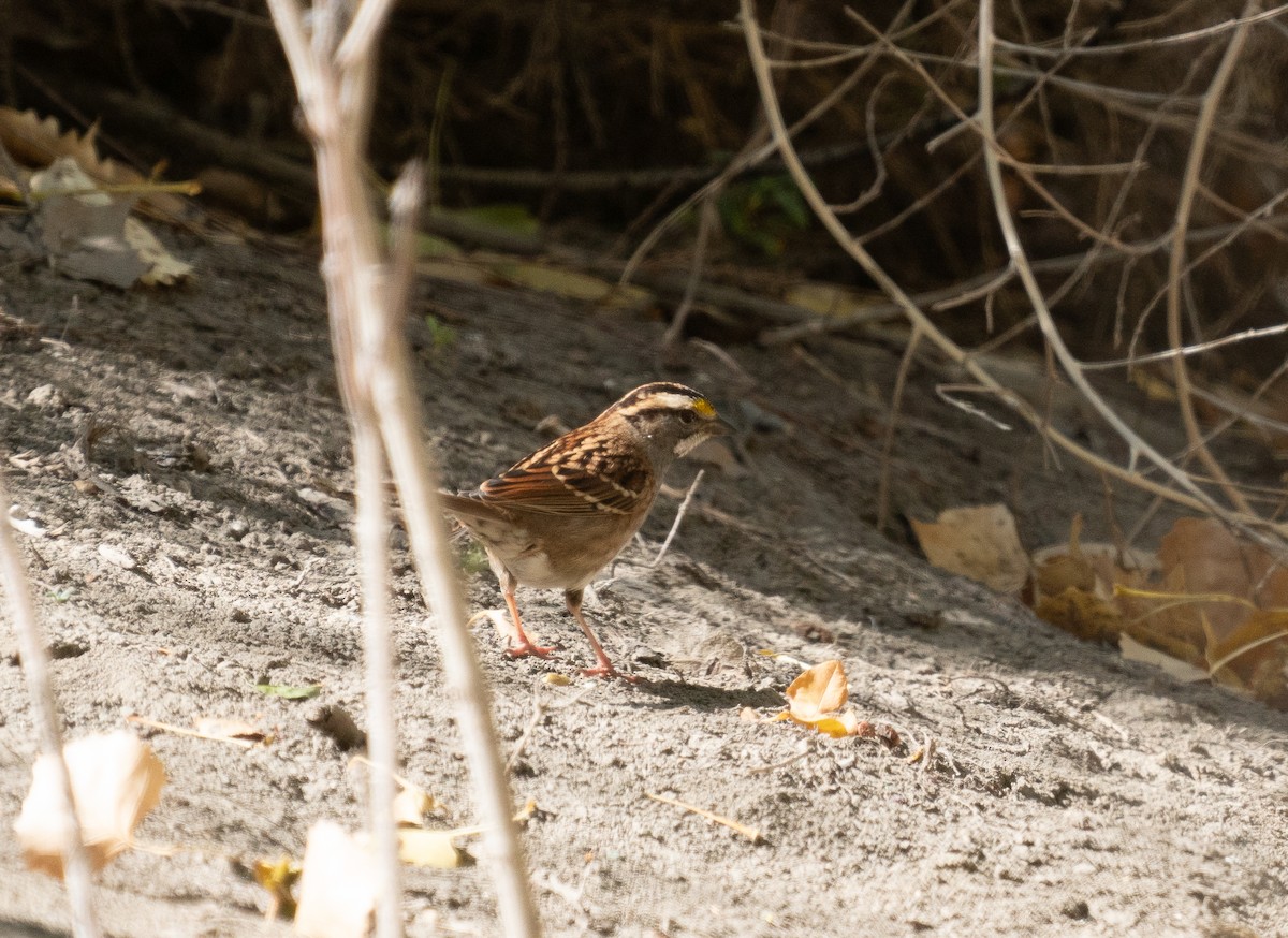 White-throated Sparrow - ML625220262