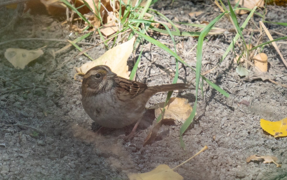 White-throated Sparrow - ML625220263