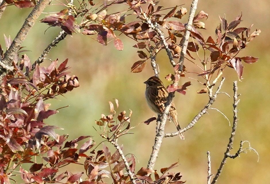 strnad rákosní - ML625220303