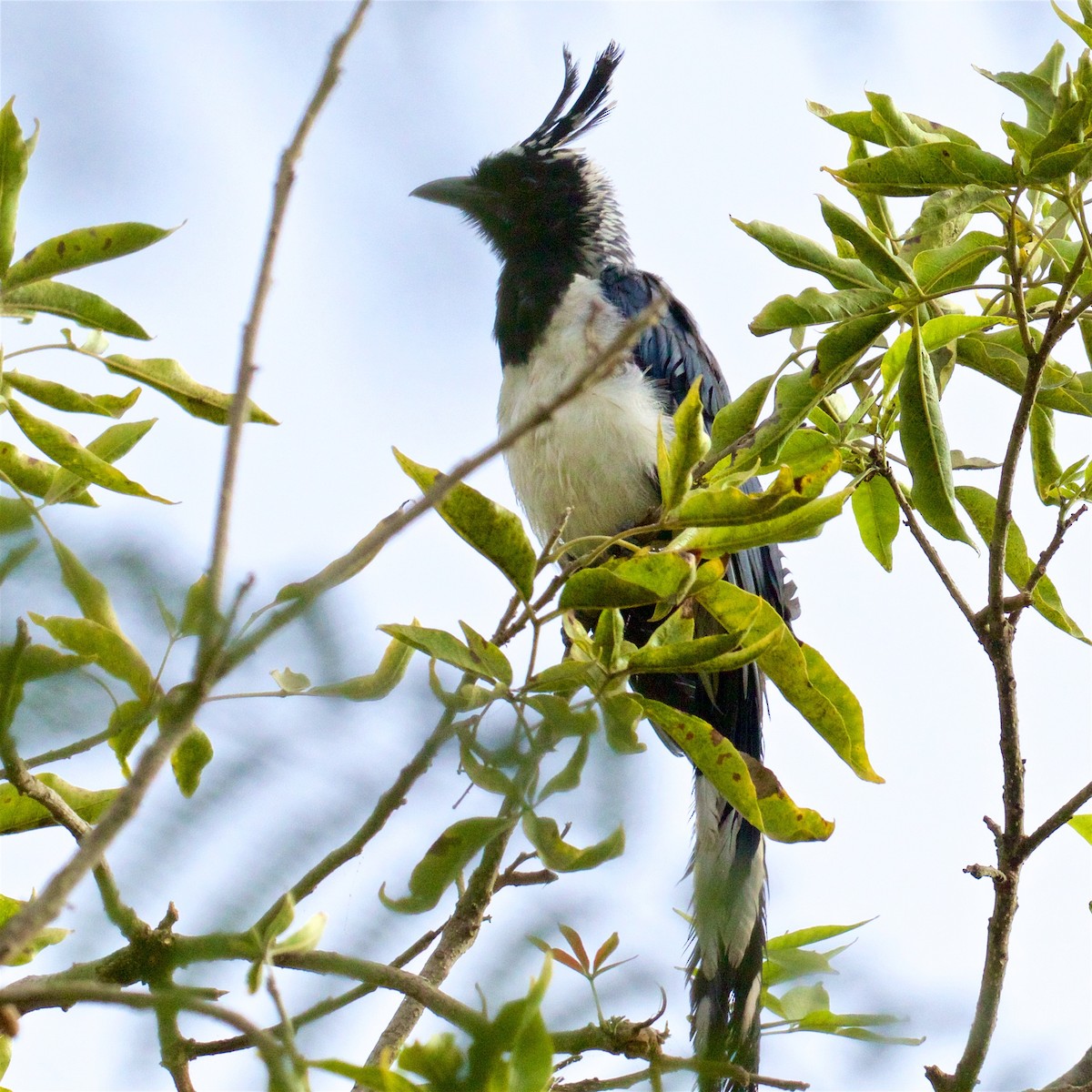 Black-throated Magpie-Jay - ML625220307