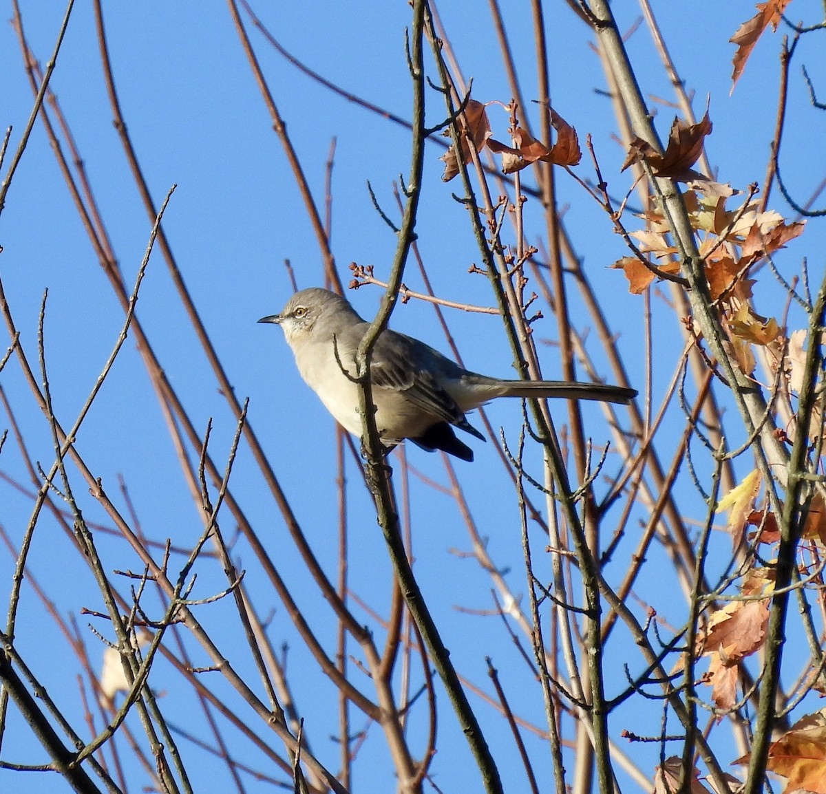 Northern Mockingbird - ML625220326