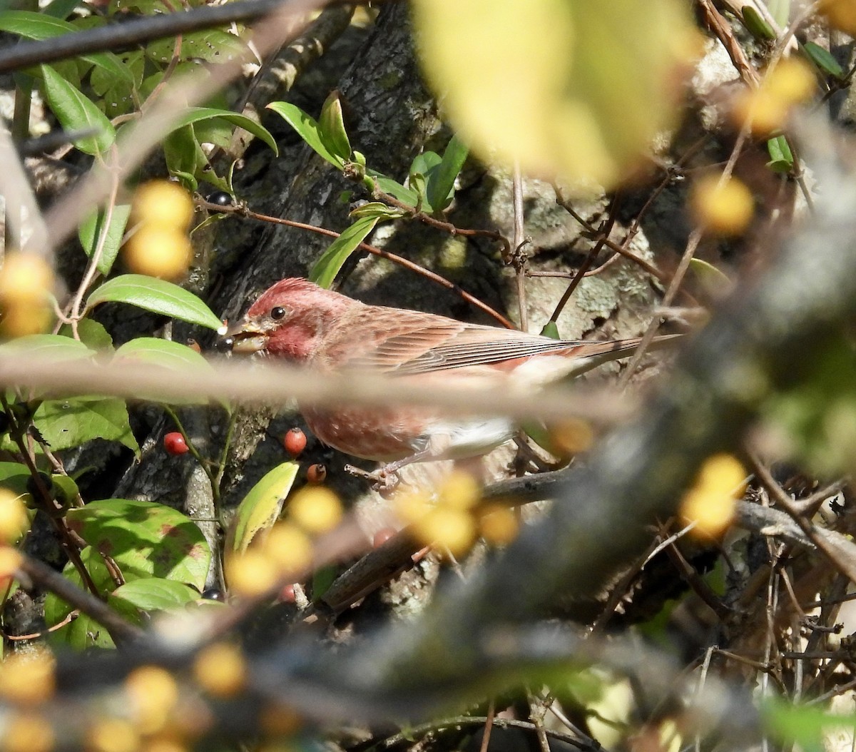 Purple Finch - ML625220339