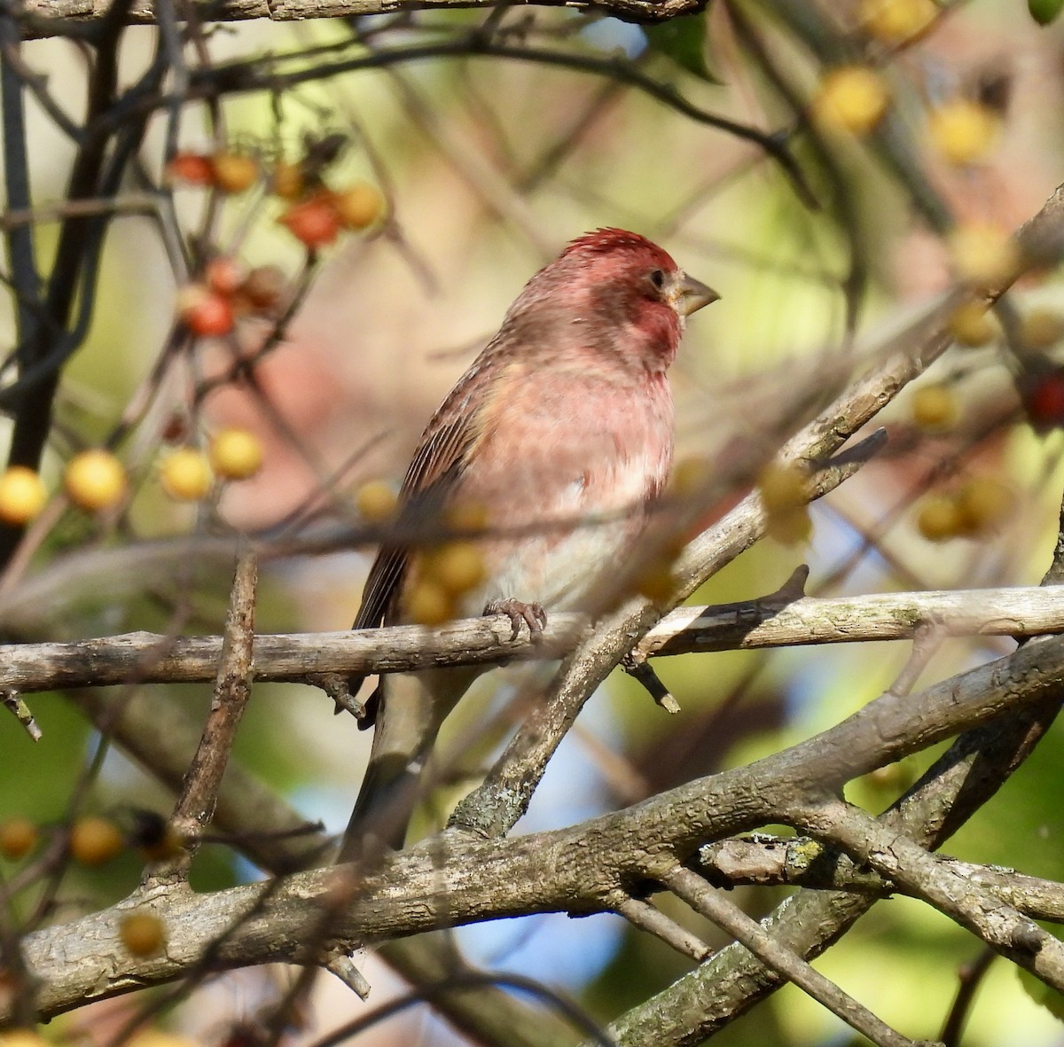 Purple Finch - ML625220340