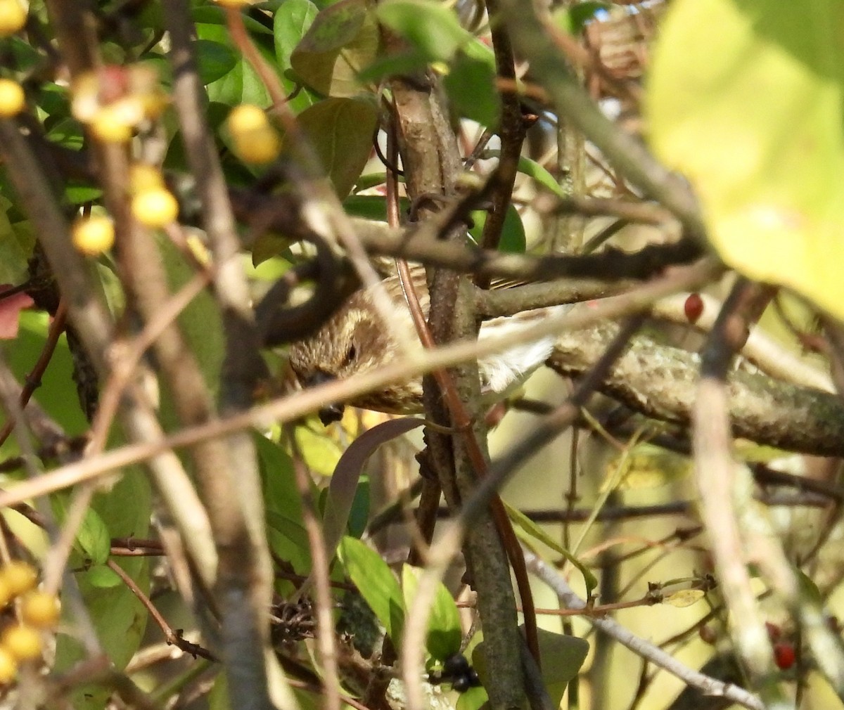 Purple Finch - ML625220341