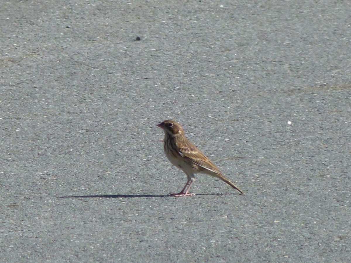 Vesper Sparrow - ML625220363