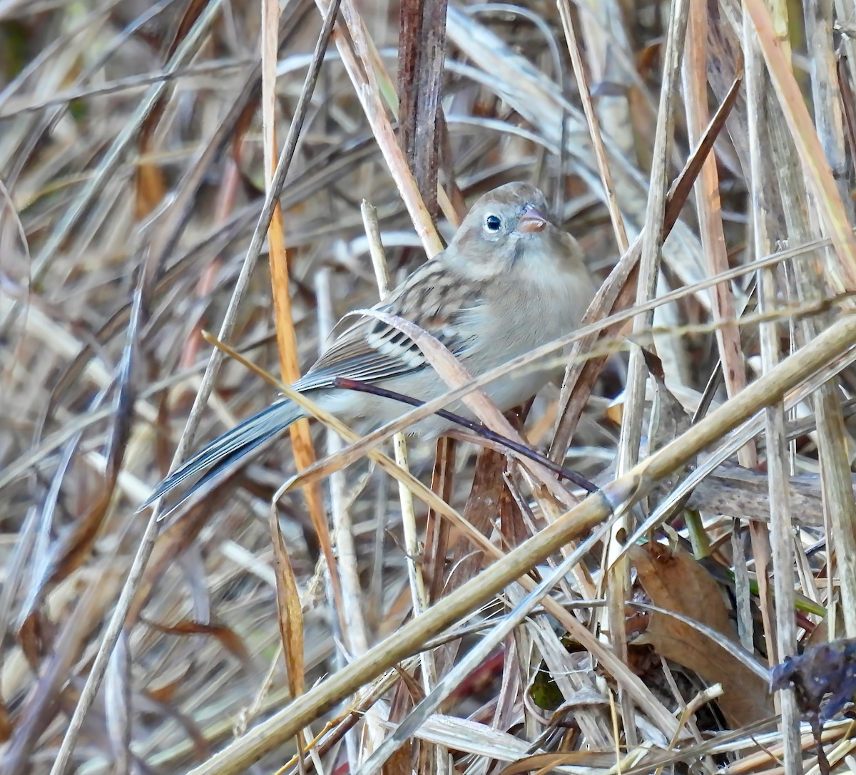 Field Sparrow - ML625220366