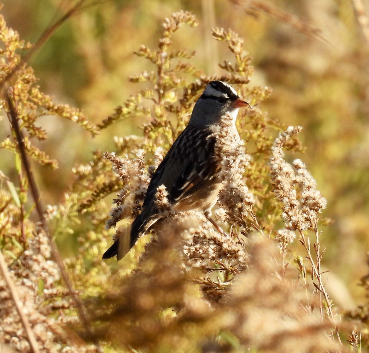 White-crowned Sparrow - ML625220390