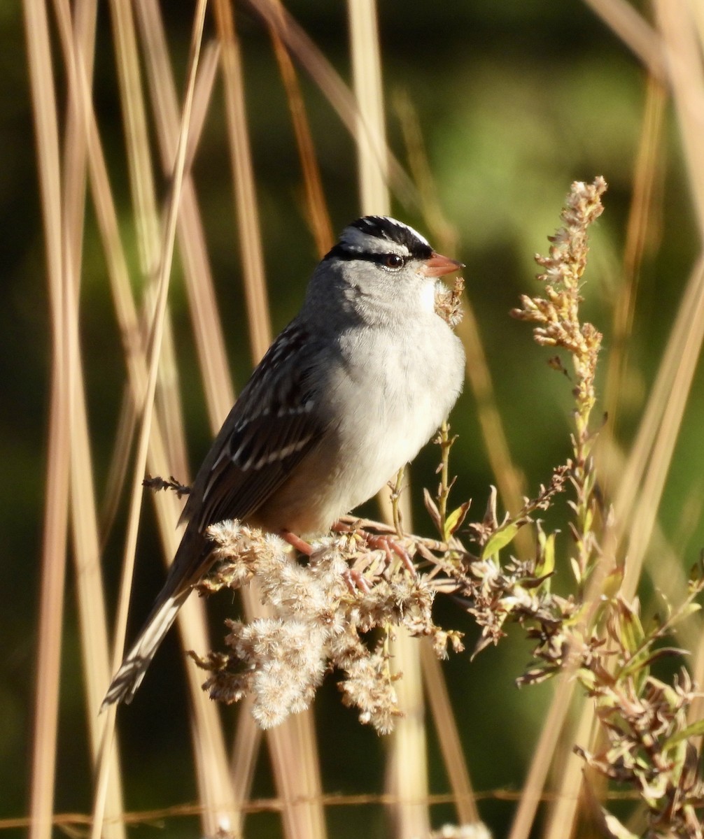 White-crowned Sparrow - ML625220391