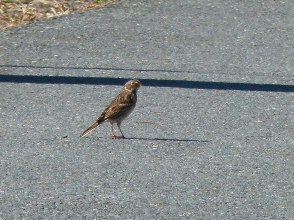 Vesper Sparrow - ML625220415
