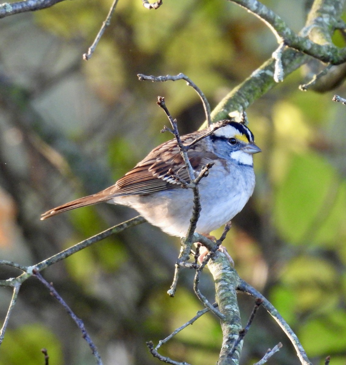 White-throated Sparrow - ML625220418