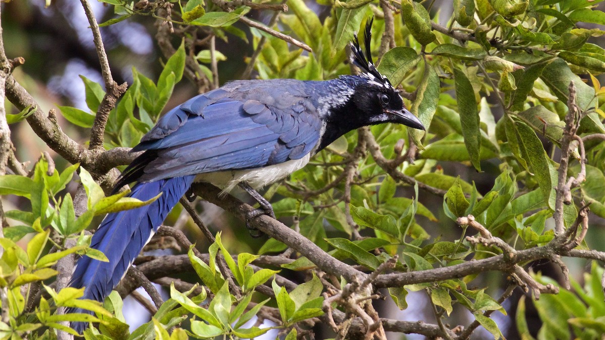 Black-throated Magpie-Jay - ML625220421