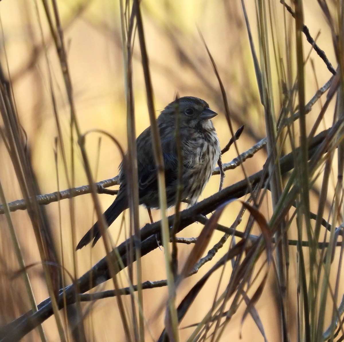 Song Sparrow - ML625220427