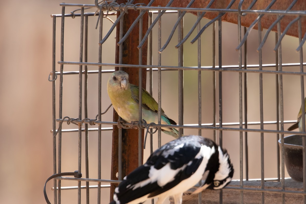 Golden-shouldered Parrot - JK .