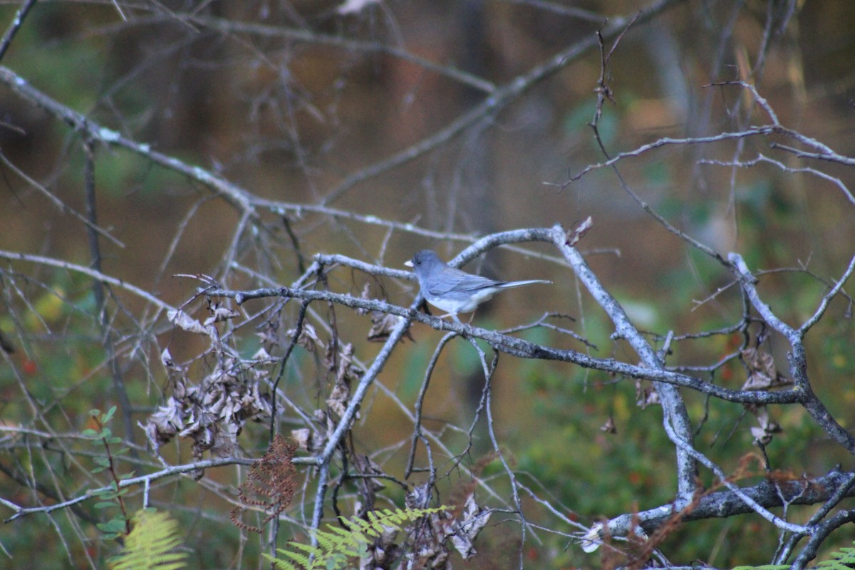 Dark-eyed Junco - ML625220443