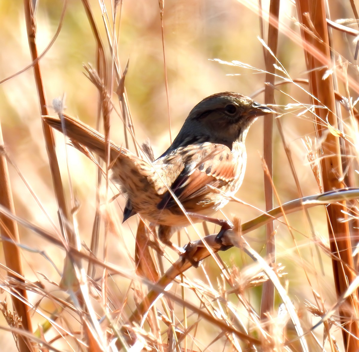 Swamp Sparrow - ML625220453