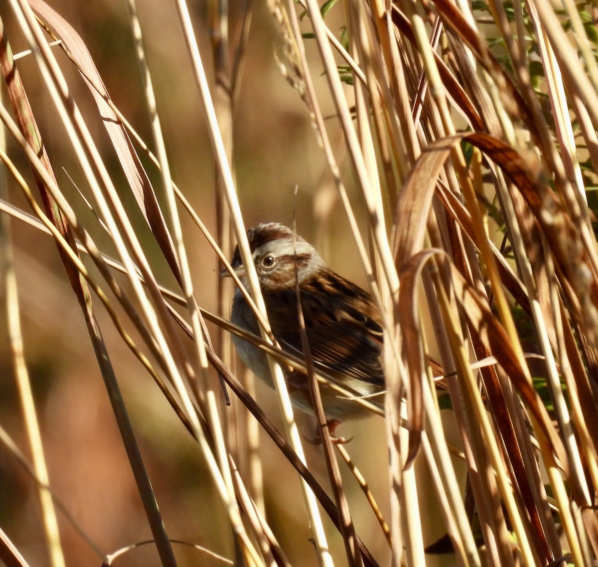 Swamp Sparrow - ML625220454