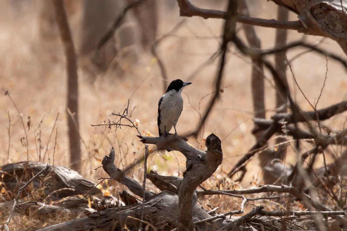 Black-backed Butcherbird - JK .