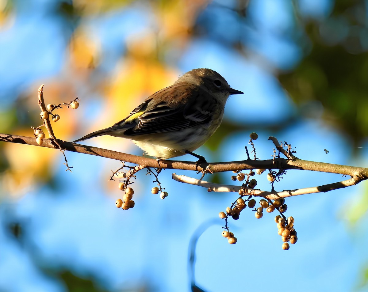 Yellow-rumped Warbler - ML625220492