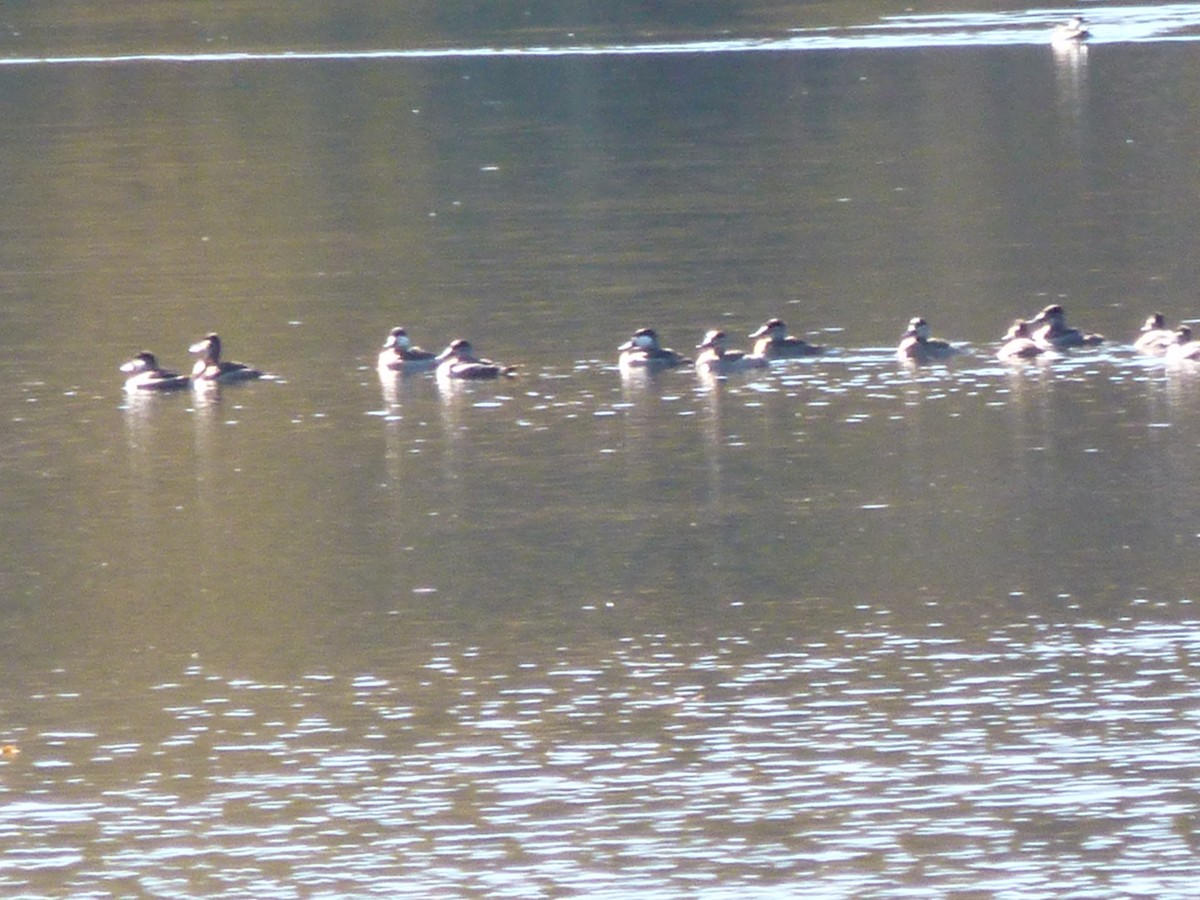 Ruddy Duck - ML625220494