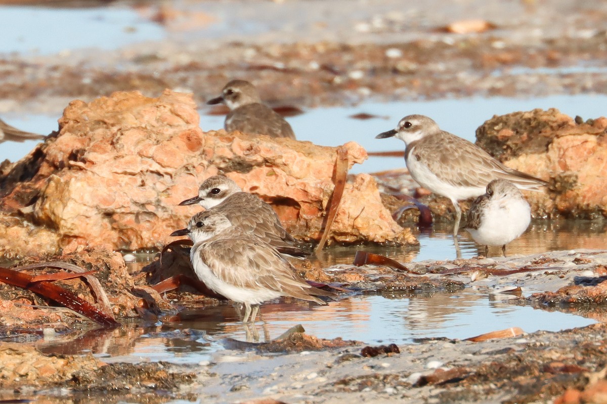 Greater Sand-Plover - ML625220497