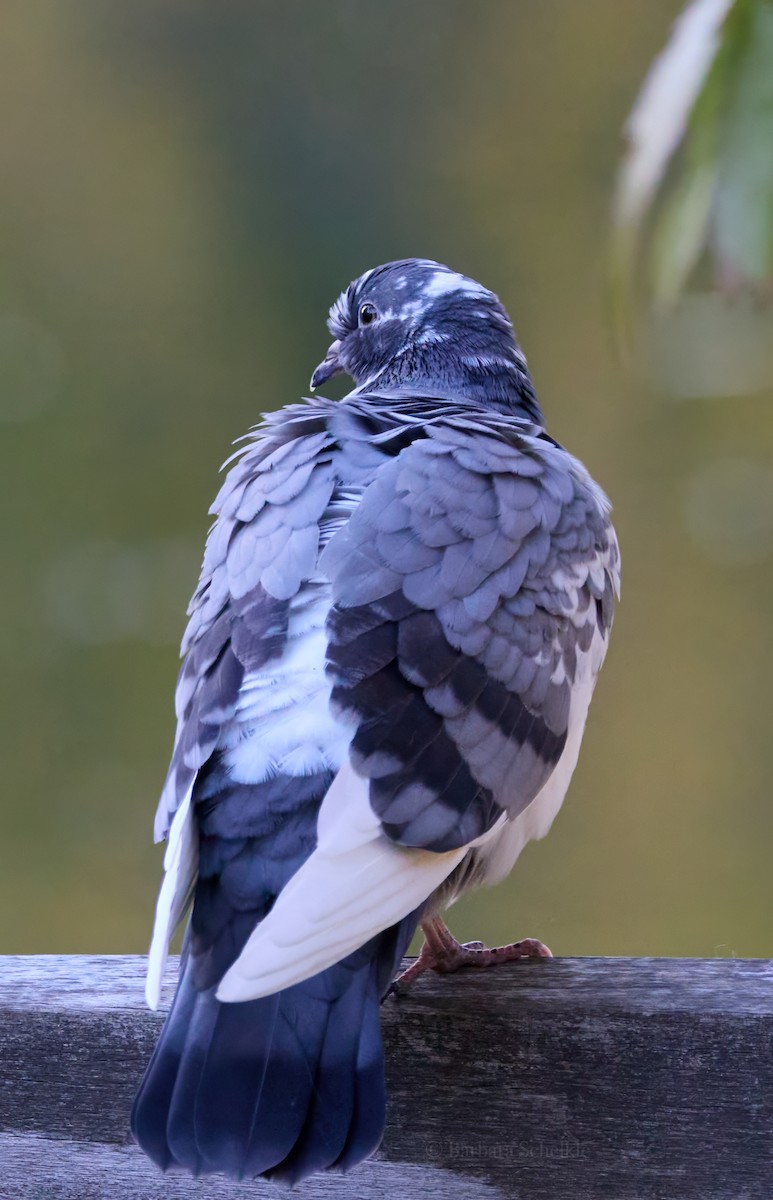 Хөхвөр тагтаа (суурин газрын) - ML625220580