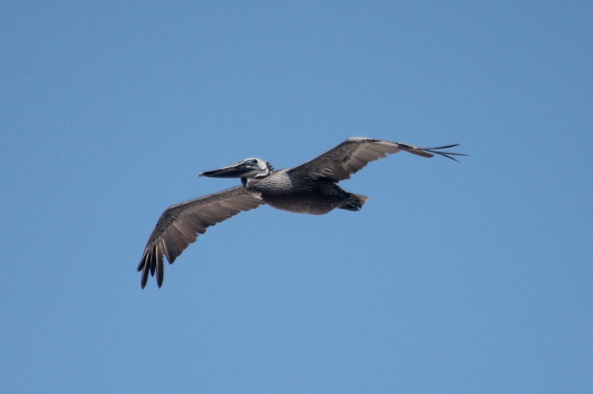 pelikán hnědý - ML62522071