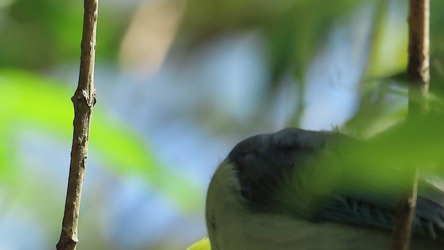 Blue-gray Tanager - ML625220751
