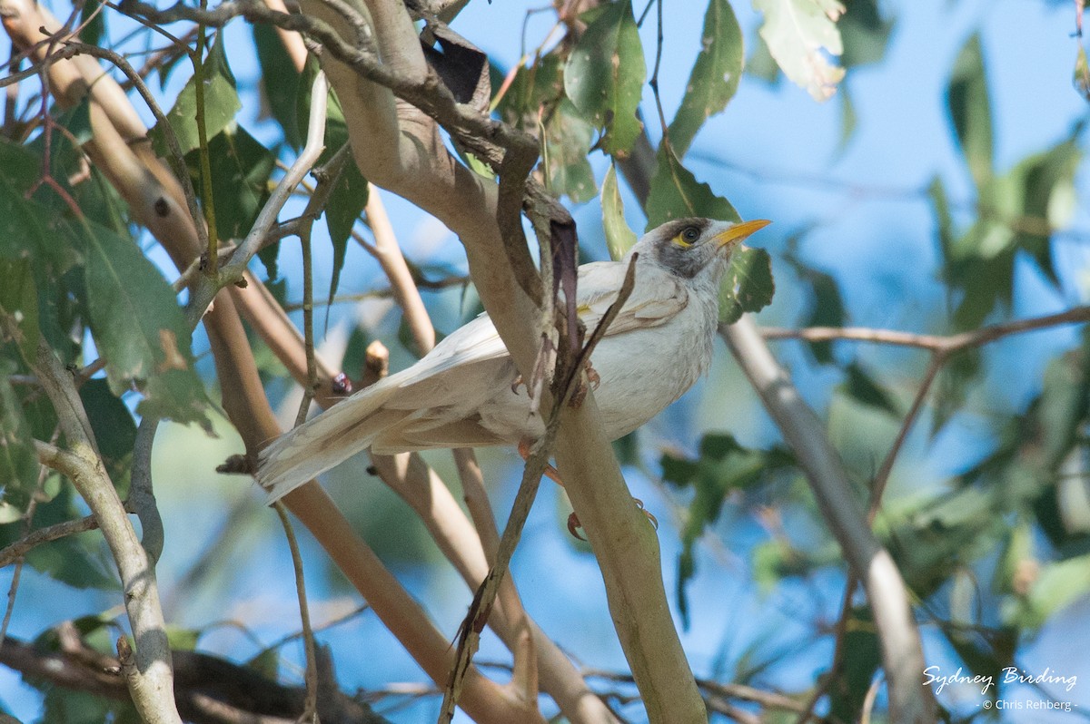 Noisy Miner - ML625220801