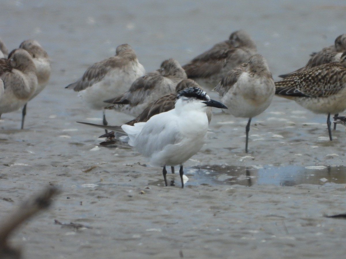 Gull-billed/Australian Tern - ML625220835