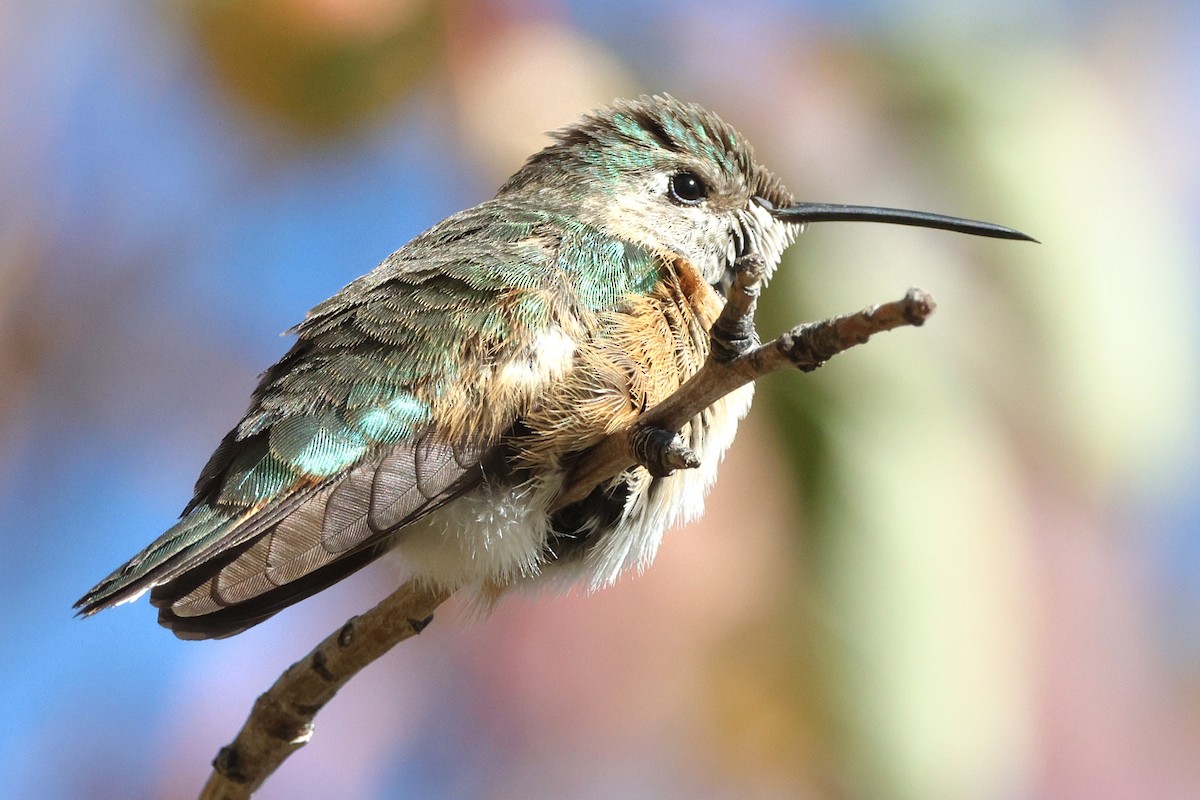 Broad-tailed Hummingbird - ML625220929