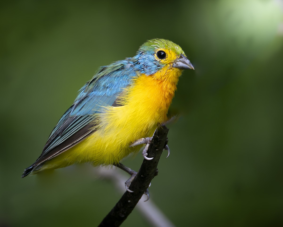 Orange-breasted Bunting - ML625221112