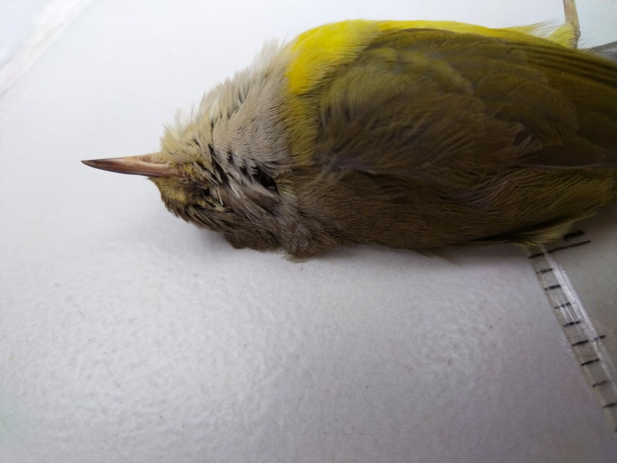 Mourning Warbler - ML625221116