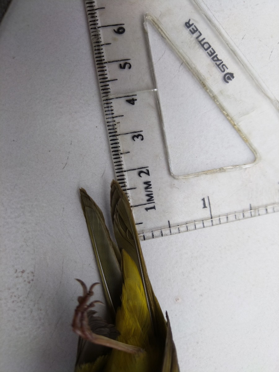 Mourning Warbler - ML625221117