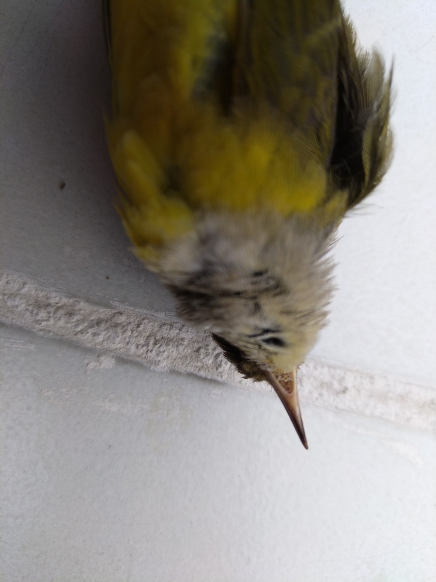Mourning Warbler - ML625221118