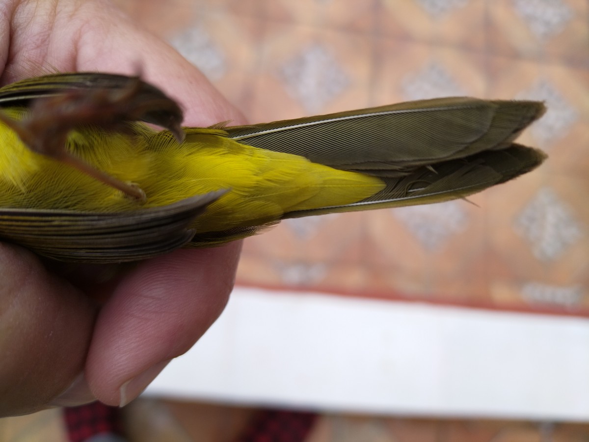 Mourning Warbler - ML625221119