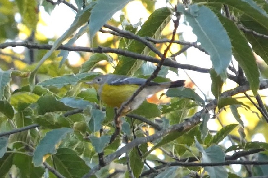 Magnolia Warbler - ML625221156