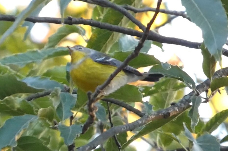 Magnolia Warbler - ML625221157