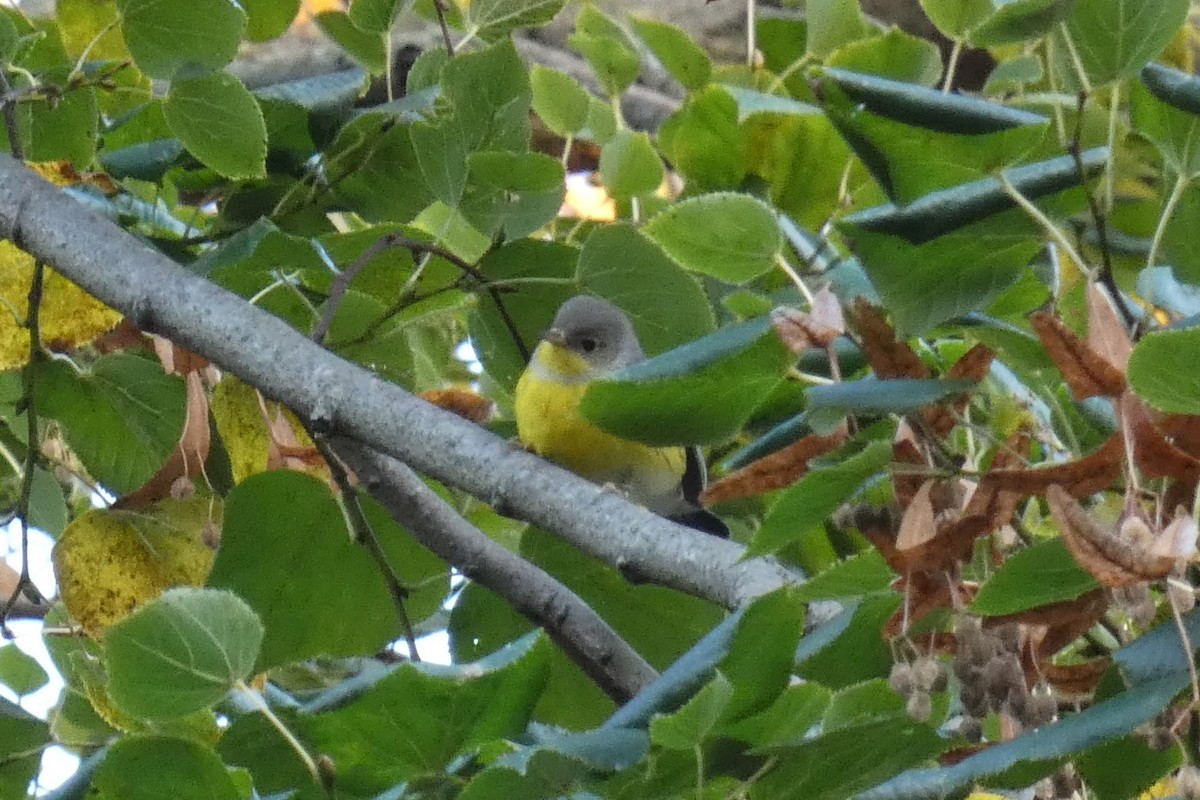 Magnolia Warbler - ML625221160