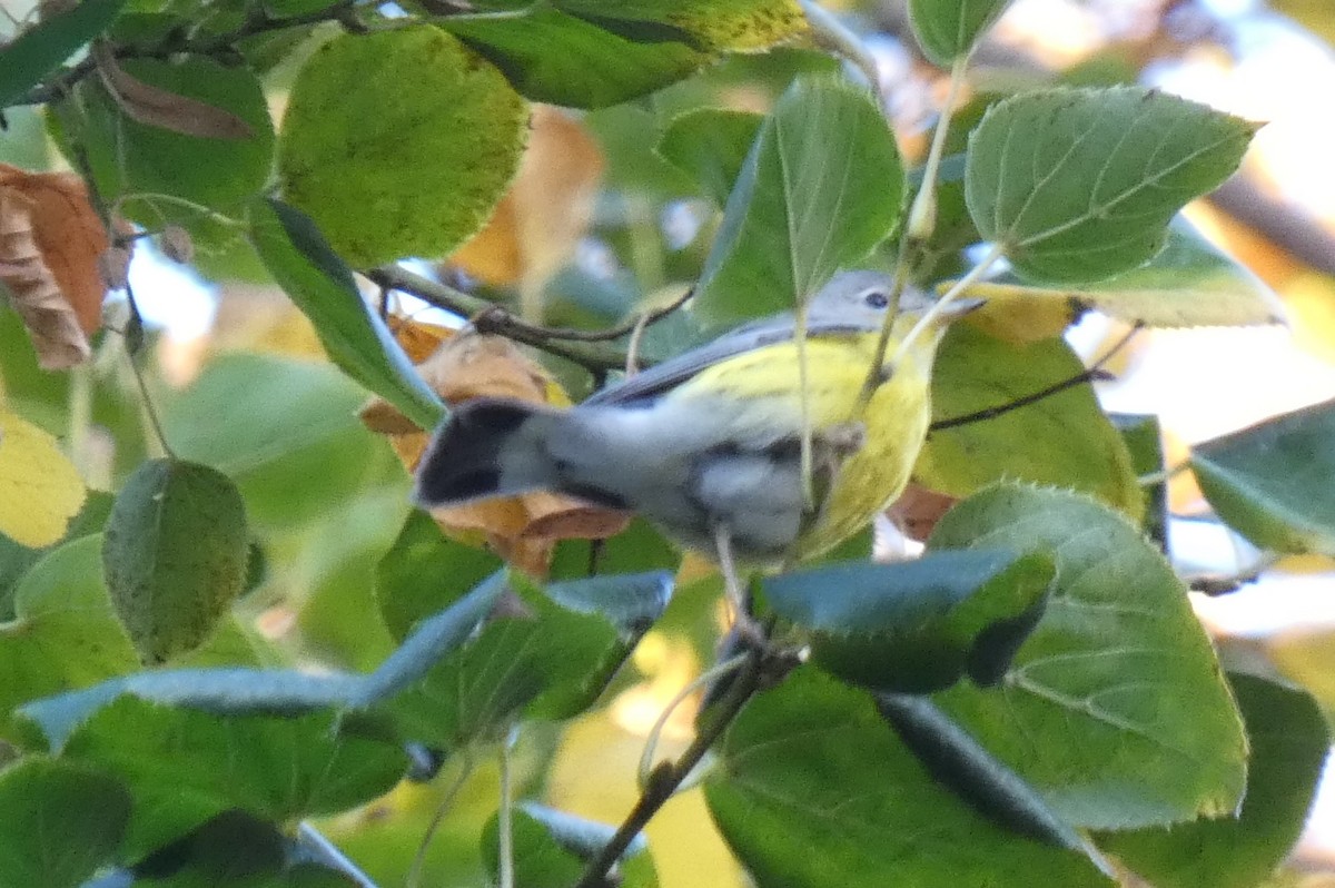 Magnolia Warbler - ML625221162